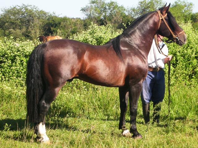 Su Abuelo BT Jaguar